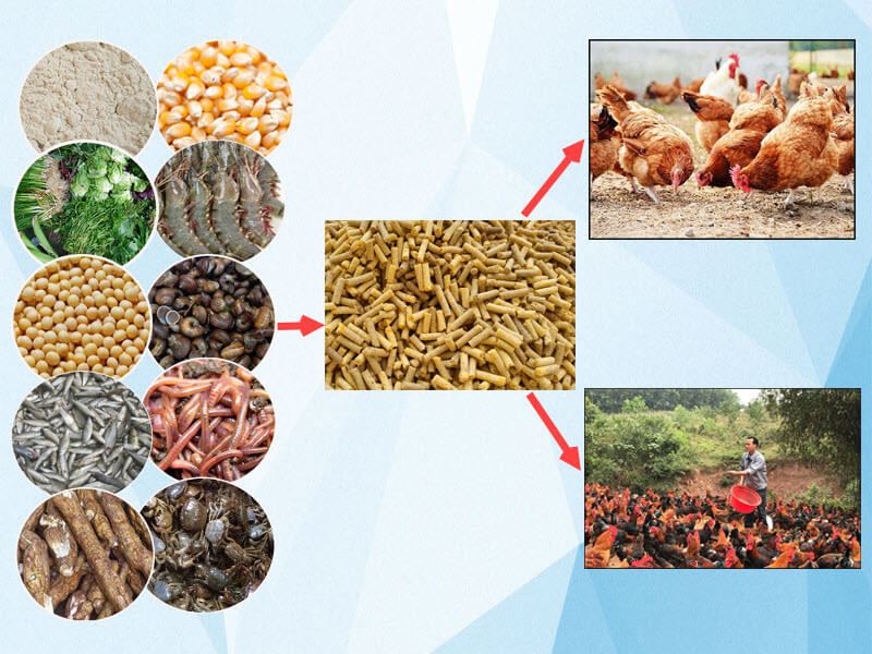 Cách ép cân gà chọi - Hướng dẫn quy trình chi tiết