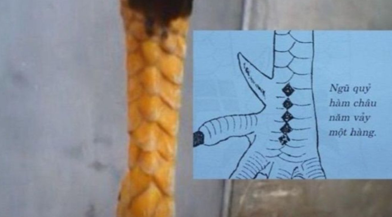 Hình dạng vảy ngũ quỷ