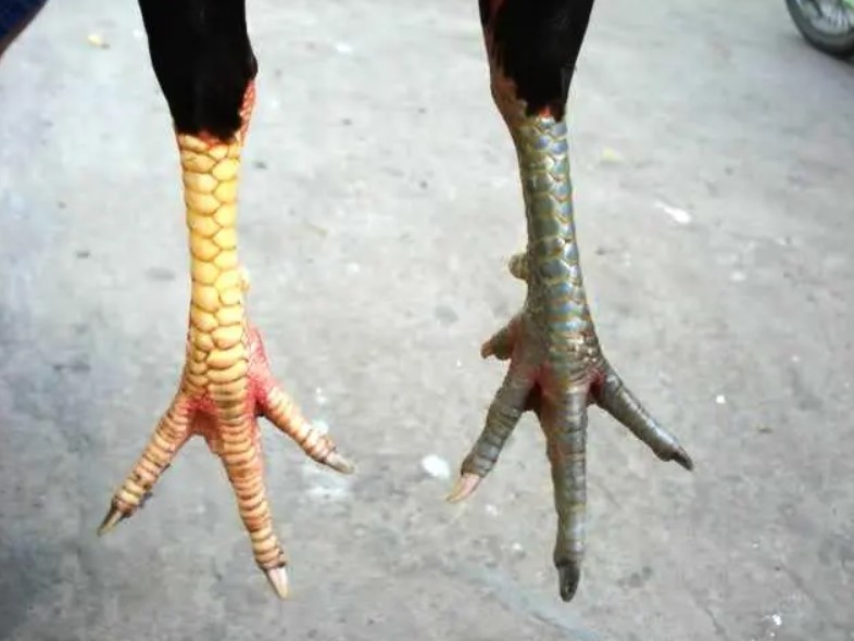 Vảy gà tài là gì? Những loại vảy gà quý bạn nên biết